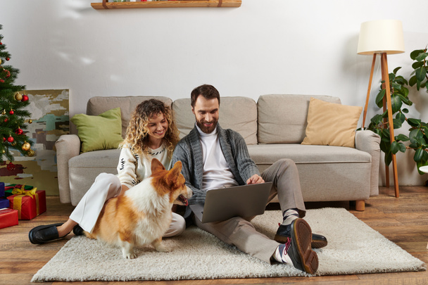 brodaty człowiek za pomocą laptopa i siedzi na dywanie z kręconą żoną w pobliżu corgi pies i choinka - Zdjęcie, obraz