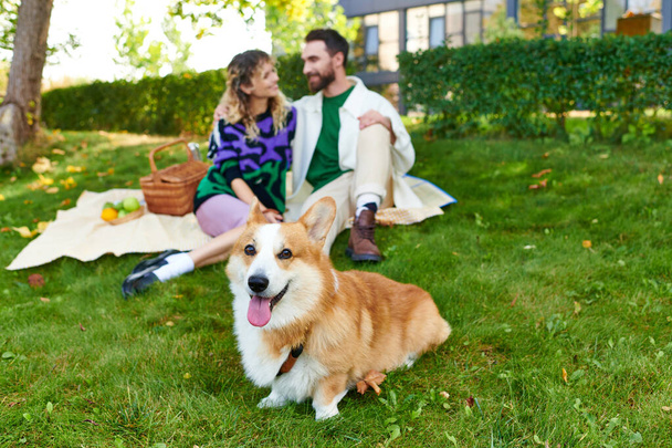 ピクニック中にぼやけた幸せなカップルの近くの緑の草の上に横たわる愛らしいコルジ犬, 屋外 - 写真・画像