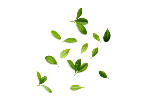 Frische zitrusgrüne Blätter auf weißem Hintergrund. - Foto, Bild