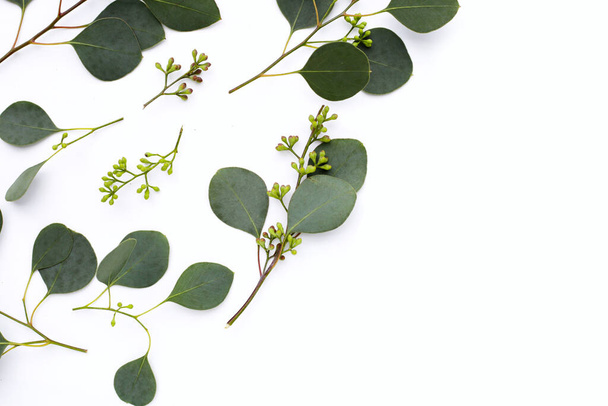Eucalyptus lehdet valkoisella pohjalla. Vihreän lehden oksat. - Valokuva, kuva