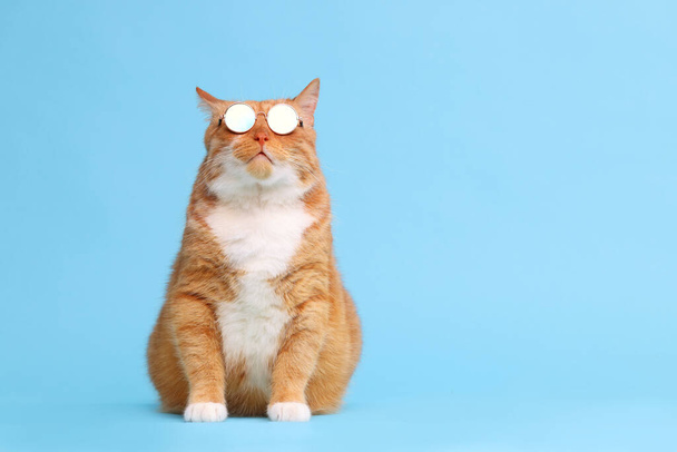 Cute ginger cat in stylish sunglasses on light blue background. Space for text - Zdjęcie, obraz