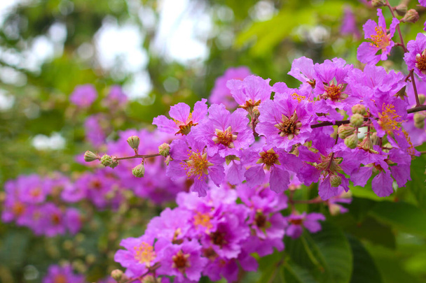 Fleur violette de bungor, Lagerstroemia floribunda Jack ex Blumer - Photo, image