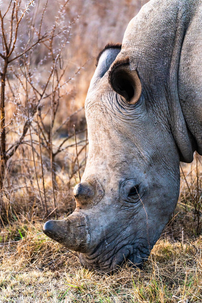 Rhinoceros em uma reserva privada no parque Kruger, na África do Sul. Foto de alta qualidade - Foto, Imagem