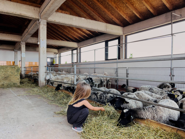 Petite fille accroupie près de la clôture du paddock et nourrit les moutons de foin. Photo de haute qualité - Photo, image
