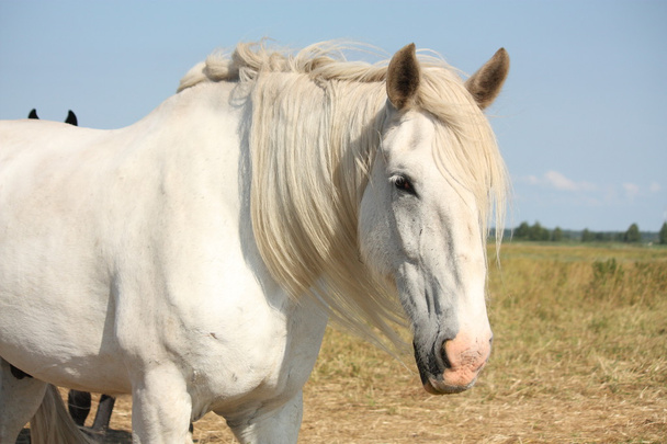 Belo retrato de cavalo branco de shire na área rural
 - Foto, Imagem