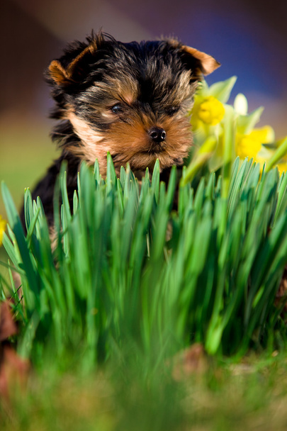 küçük bir köpek - yorkshire korkunç - Fotoğraf, Görsel