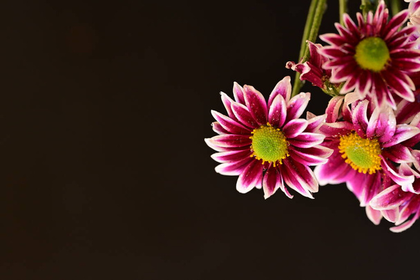 Güzel kasımpatı çiçeklerine yakın dur.  - Fotoğraf, Görsel