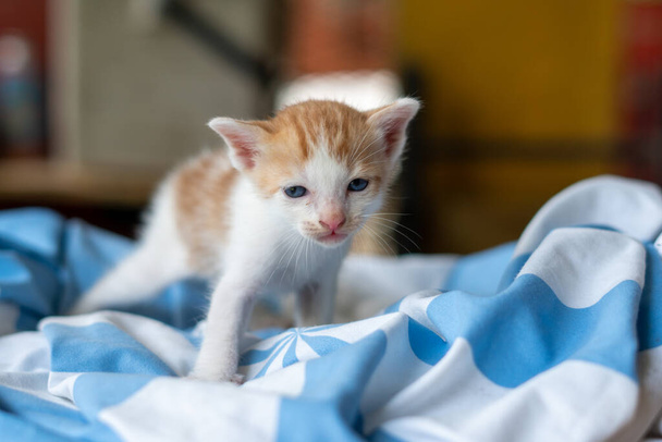 pomarańczowy kotek bawić się ręcznikiem na podłodze - Zdjęcie, obraz