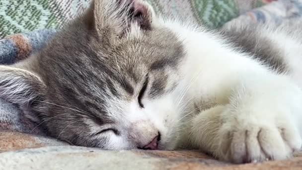 Carino gattino grigio e bianco che dorme su una coperta. Cura degli animali. Primo piano.  - Filmati, video