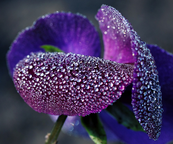 Dew drops on orchid - Photo, Image