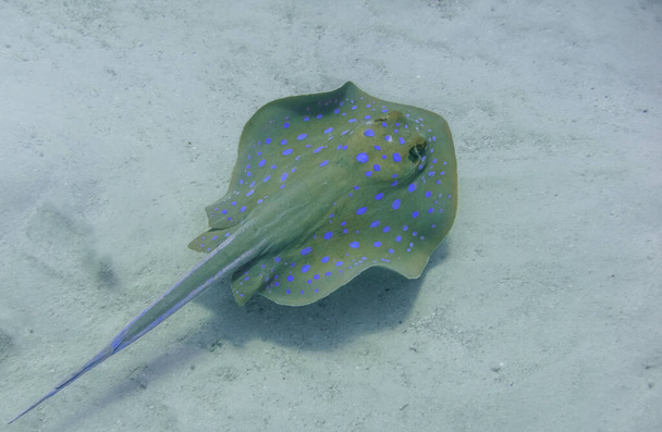 bluespotted ribbontail ray hovering at the seabed in the red sea egypt - Photo, Image