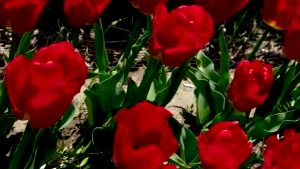 Feld voller lebendiger, roter Tulpen blüht im Frühling. - Filmmaterial, Video