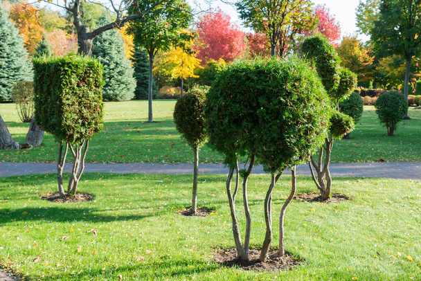 Small ornamental Juniper trees with branches trimmed to the different shapes in autumn park in sunny day - Photo, Image