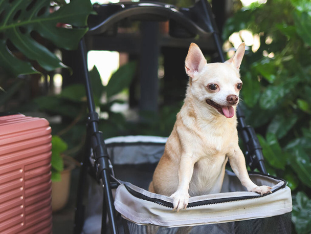 Retrato de perro chihuahua de pelo corto marrón de pie en cochecito de mascotas con maleta rosa en el jardín. Sonriendo alegremente. vacaciones felices y viajar con concepto de mascota - Foto, Imagen