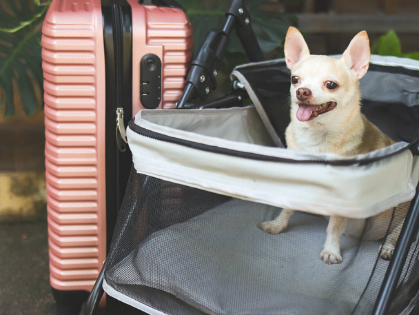 Porträt eines braunen Chihuahua-Hundes mit kurzen Haaren, der im Kinderwagen mit rosa Koffer im Garten sitzt. Glücklich lächelnd. Urlaub und Reisen mit Haustier-Konzept - Foto, Bild
