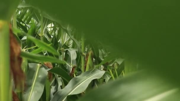 Mais wächst auf dem Feld, Nahaufnahme - Filmmaterial, Video