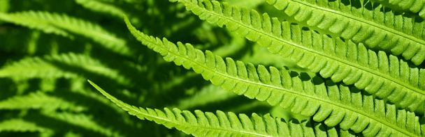 Leaves of fern - Foto, Imagem