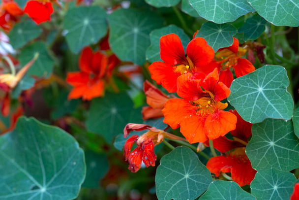 Naranja flor de capuchina Tropaeolum majus es comestible y hace una cubierta de tierra atractiva
. - Foto, Imagen
