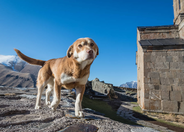 Собака в Цминде Самеба - Троицкая церковь в деревне Гергети близ Степанцминды - Фото, изображение