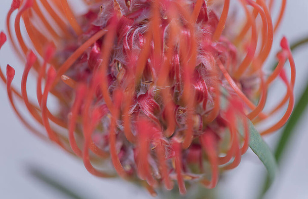 Bloeiende Leucospermum cordifolium close-up - Foto, afbeelding