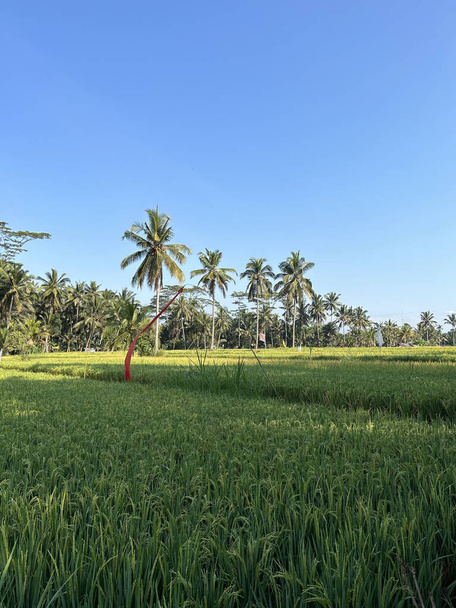 Beautiful ricefield scenery in the afternoon with tree shades - Photo, Image
