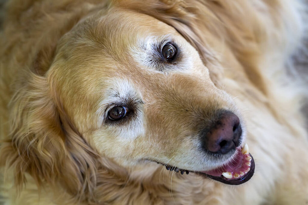 Haustier; süßer Golden Retriever Hund - Foto, Bild