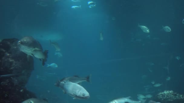 Veel vissen zwemmen rustig in het water terwijl een haai op de achtergrond zwemt. Het concept van een roofdier onder de slachtoffers. Hoge kwaliteit 4k beeldmateriaal - Video