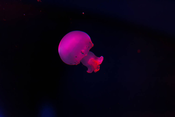 tiro bajo el agua de hermosas medusas de bala de cañón de cerca - Foto, Imagen