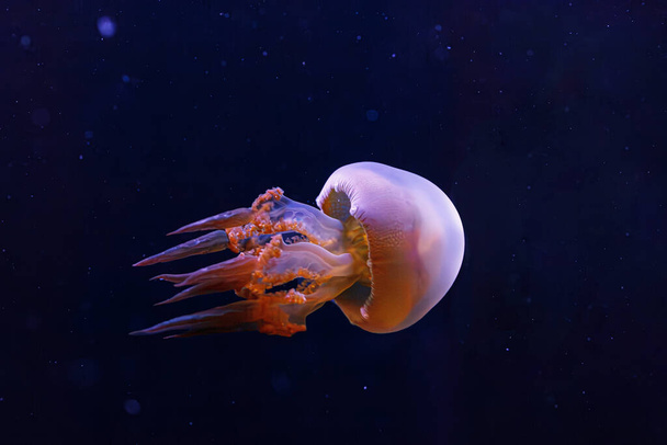 Unterwasseraufnahmen der schönen Flammenqualle rhopilema esculentum aus nächster Nähe - Foto, Bild