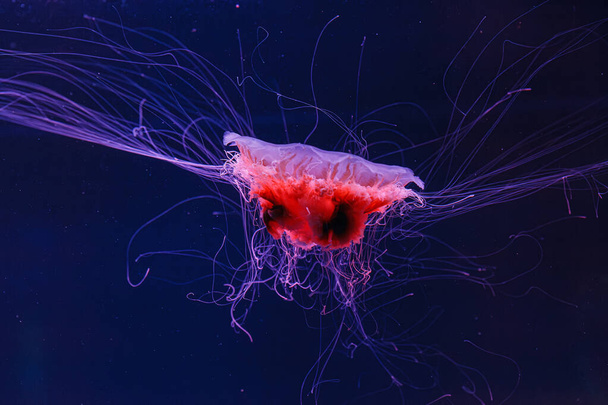 víz alatti fotózás egy gyönyörű oroszlán sörény medúza cián kapillata közeli - Fotó, kép