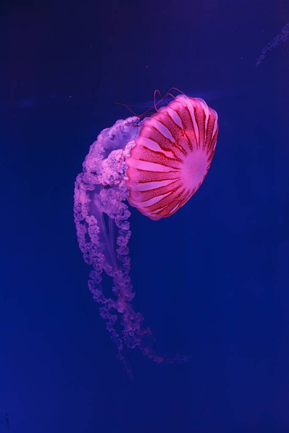 underwater shooting of beautiful jellyfish Chrysaora hysoscella close up - Photo, Image