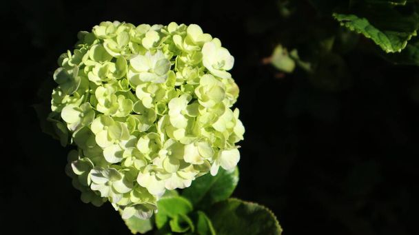 gele hortensia bloeit in de zomer in de ochtend. Witte en gele bloemen op een wazige achtergrond. - Foto, afbeelding