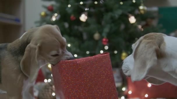Noel köpeği hediye kutusunu çiğniyor. Yavru köpek hediyeden kaçar. Noel köpeği mutlu yıllar diliyor. Tatil tebriği konsepti, hediye kutusunda hediye vermek. Evcil bir hayvandan sürpriz. Yüksek kalite - Video, Çekim