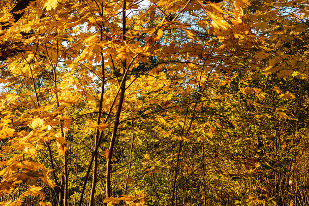 Belle nature en automne, arbres et feuilles multicolores, couleurs orange et jaune. Journée automnale ensoleillée en plein air.  - Photo, image