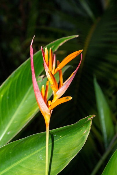 Heliconia,  is a genus of flowering plants in the monotypic family Heliconiaceae. Most of the ca 194 known species are native to the tropical Americas, - Photo, Image