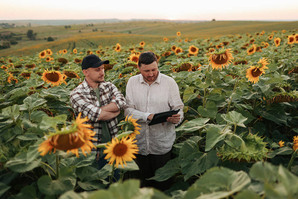 Умное фермерство. Два фермера с помощью цифрового планшета осматривают и проверяют подсолнечник в поле. Команда агрономов, проанализируйте результаты качественного органического урожая. Агробизнес. Современные технологии сельского хозяйства - Фото, изображение