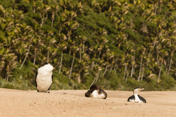 Cormorans australiens repose sur une plage de sable fin
 - Photo, image