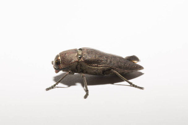 Perotis lugubris is a genus of beetles in the family Buprestidae.The insect is a parasite. - Photo, Image
