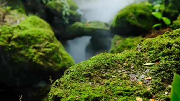 Зеленый пышные листвы мха и папоротника в reshness растительный сад с туманным климатом - Кадры, видео