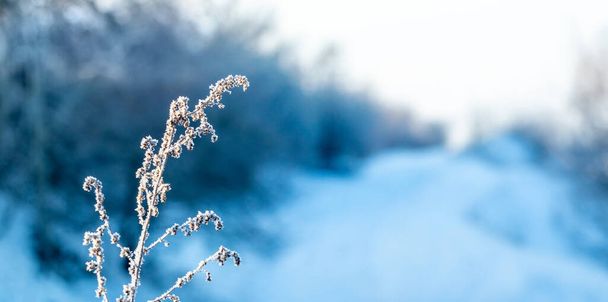 Una planta seca cubierta de heladas en invierno sobre el fondo de los árboles por el camino - Foto, imagen