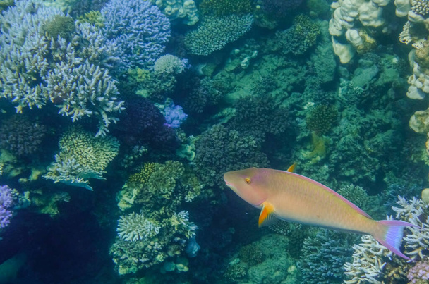 pez loro bicolor en el arrecife de coral de Egipto - Foto, Imagen