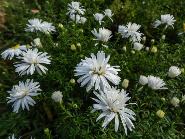 Close-up shot of the Michaelmas Daisy (Aster dumosus) 'Kristina' flowering with semi-double yellow eyed white flowers in autums - Photo, Image