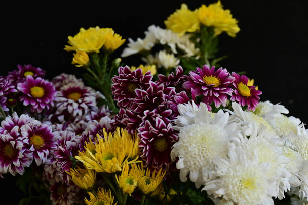 lähikuva kauniita krysanteemeja, kukkia  - Valokuva, kuva