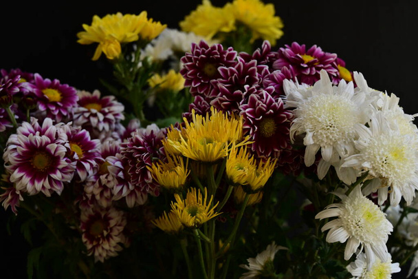 primer plano de hermosos crisantemos, flores  - Foto, imagen