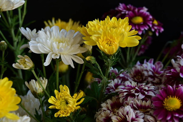 primer plano de hermosos crisantemos, flores  - Foto, imagen