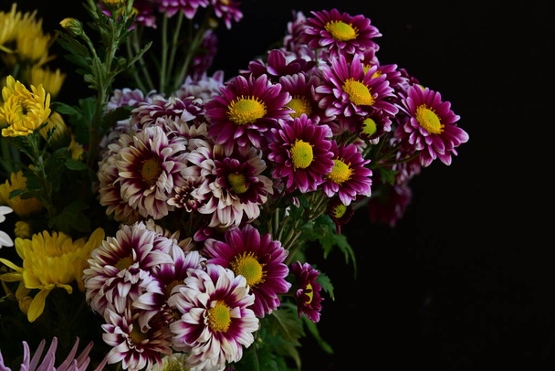 Nahaufnahme von schönen Chrysanthemen, Blumen  - Foto, Bild