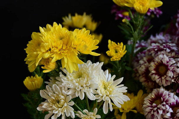 Nahaufnahme von schönen Chrysanthemen, Blumen  - Foto, Bild