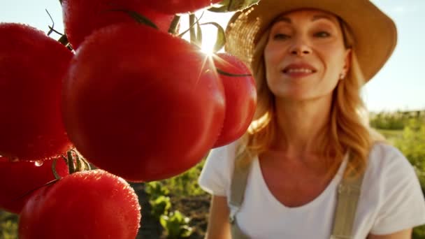 Urocza uśmiechnięta kobieta w średnim wieku uprawia warzywa i sprawdza plony. Dama ocenia dojrzałość pomidorów i pozostaje zadowolona z wyników porodu. Koncepcja równoczesnego - Materiał filmowy, wideo