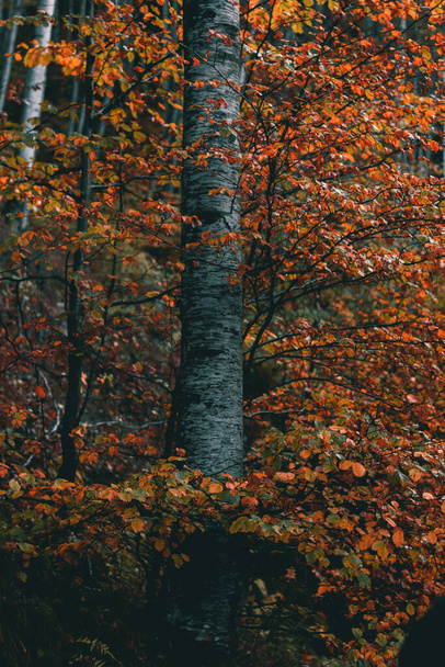 Omringd door herfst levendige bladeren. - Foto, afbeelding