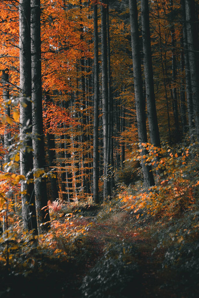 Vilkas maisema syksyllä vibes metsässä. - Valokuva, kuva